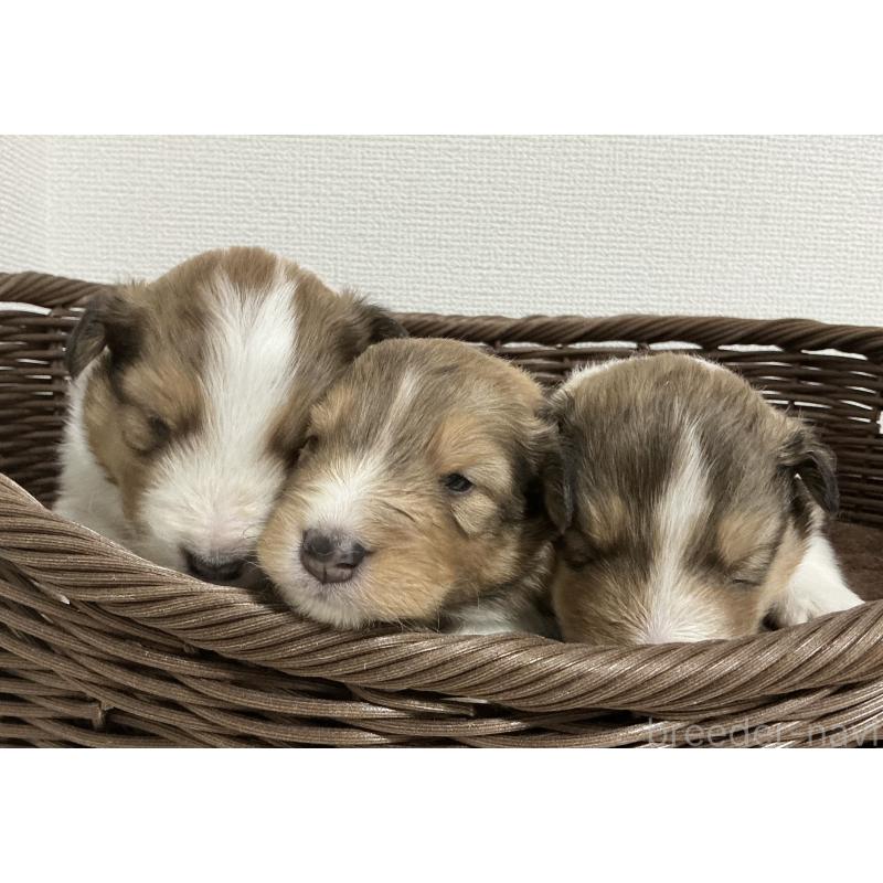 販売中の神奈川県のシェットランドシープドッグ(シェルティ)-439348の4枚目