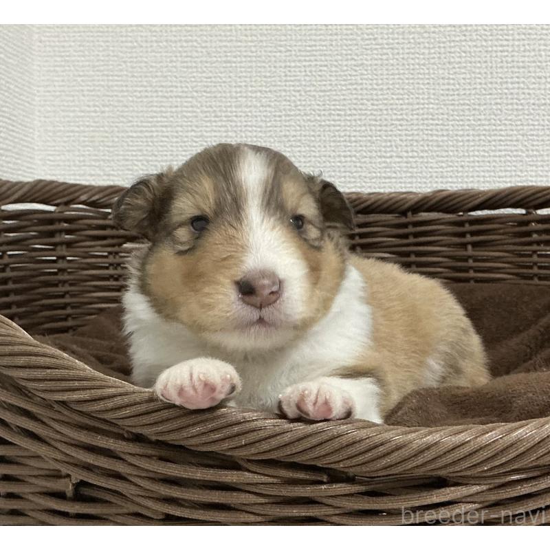 販売中の神奈川県のシェットランドシープドッグ(シェルティ)-439350の5枚目