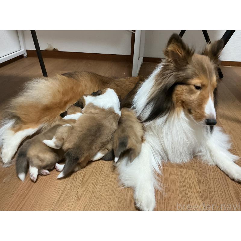 販売中の神奈川県のシェットランドシープドッグ(シェルティ)-439350の3枚目