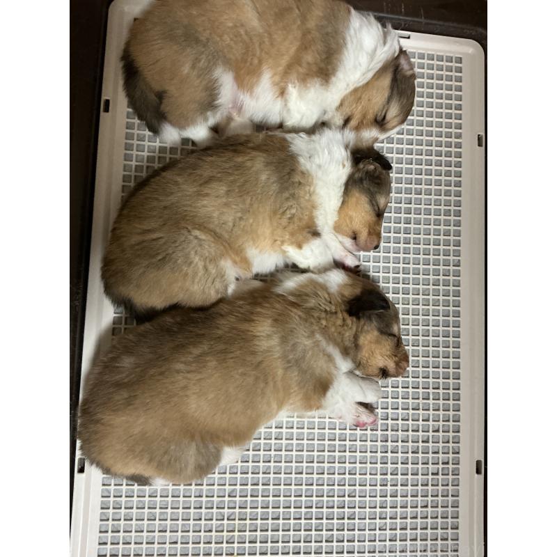 販売中の神奈川県のシェットランドシープドッグ(シェルティ)-439350の2枚目