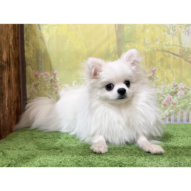 販売中の埼玉県のポメラニアン-410983の5枚目