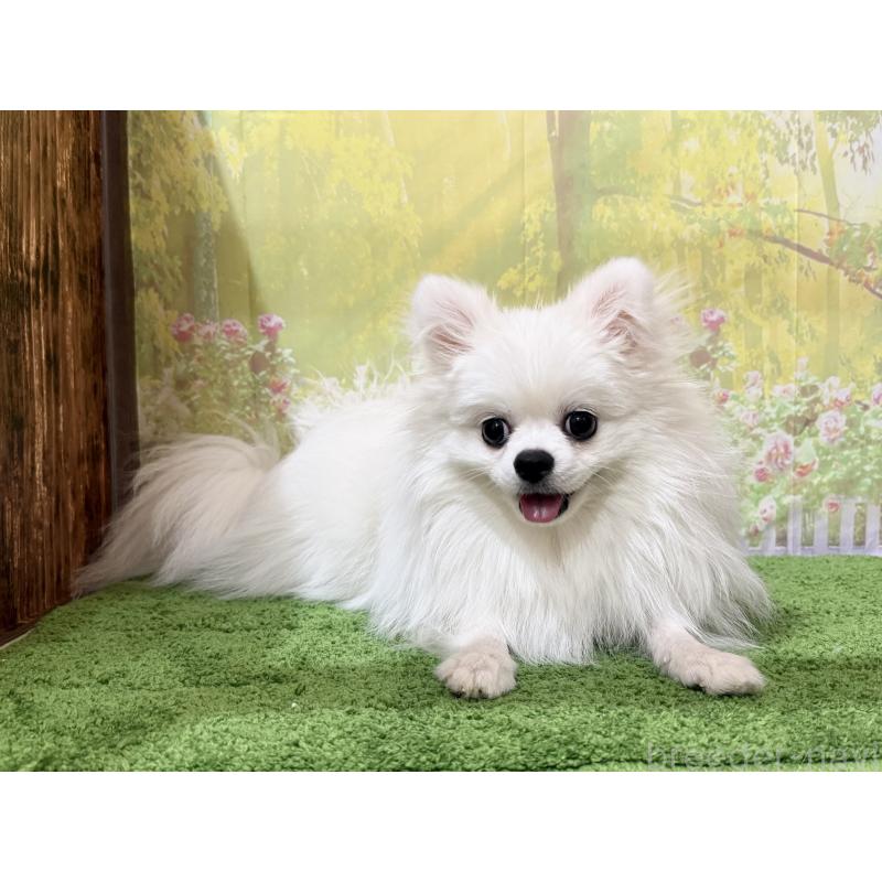 販売中の埼玉県のポメラニアン-410983の4枚目