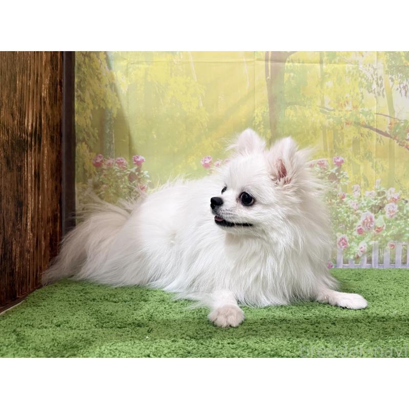 販売中の埼玉県のポメラニアン-410983の3枚目