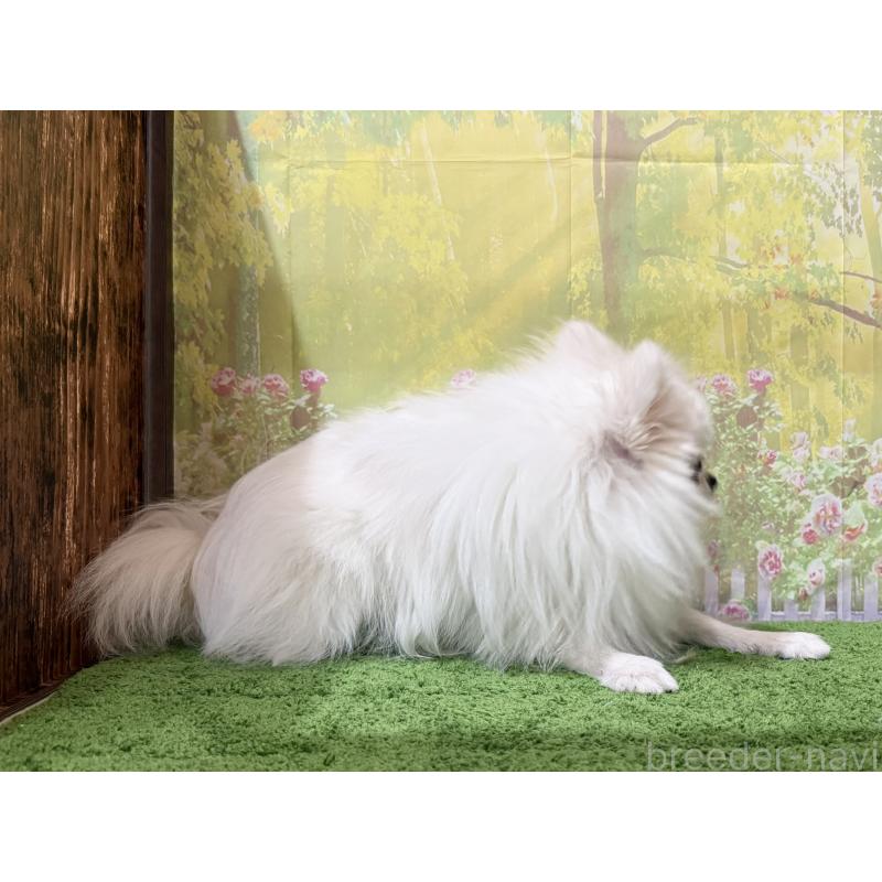 販売中の埼玉県のポメラニアン-410983の2枚目