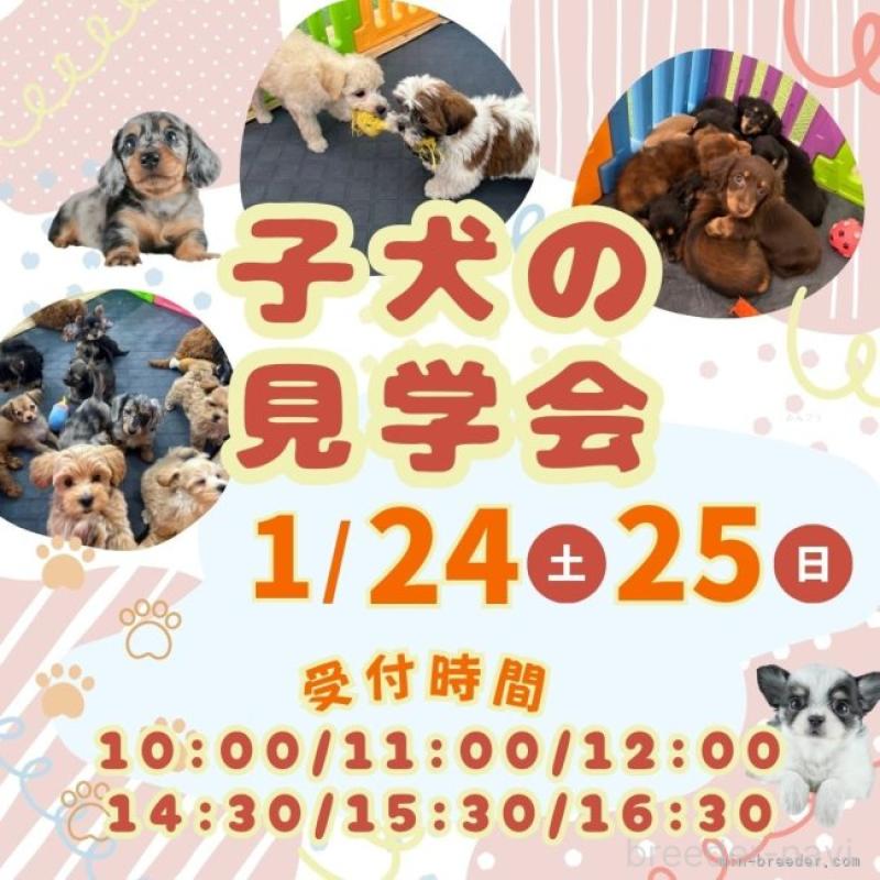 成約済の茨城県のミニチュアダックスフンド(ロングヘアード)-438987の3枚目