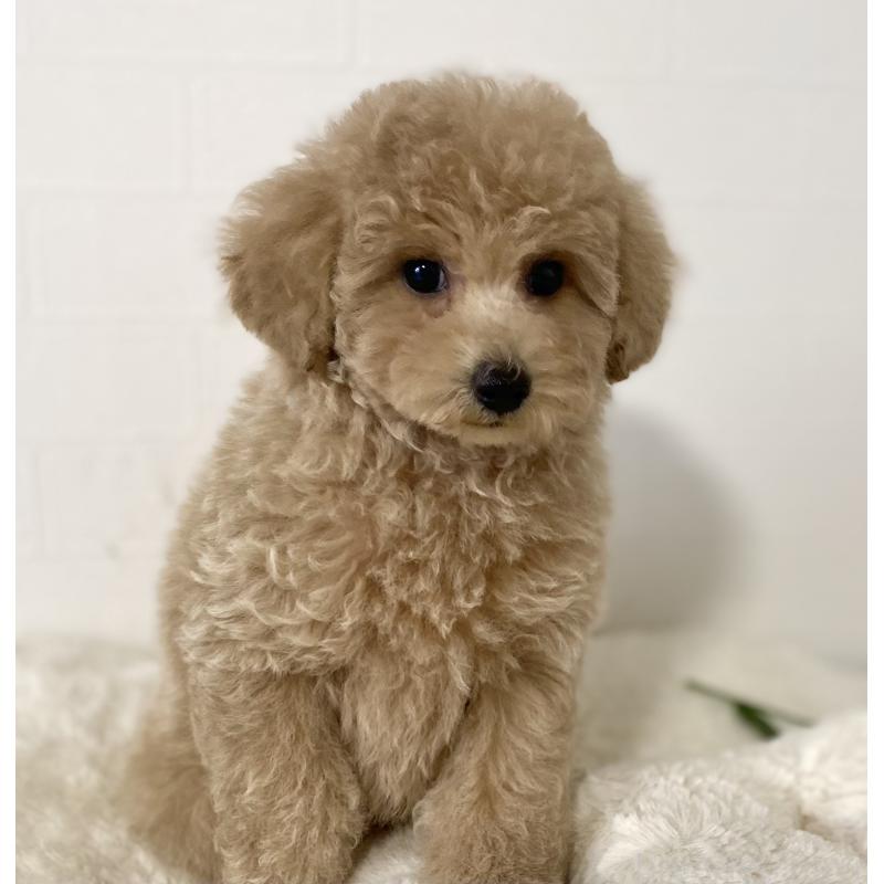 販売中の静岡県のトイプードル-439353の5枚目