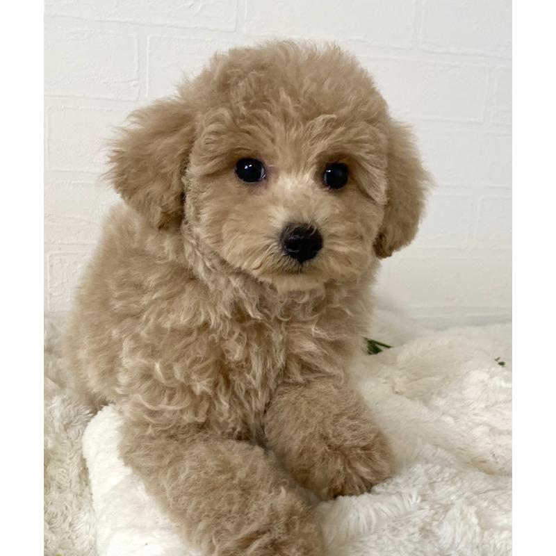 販売中の静岡県のトイプードル-439353の4枚目