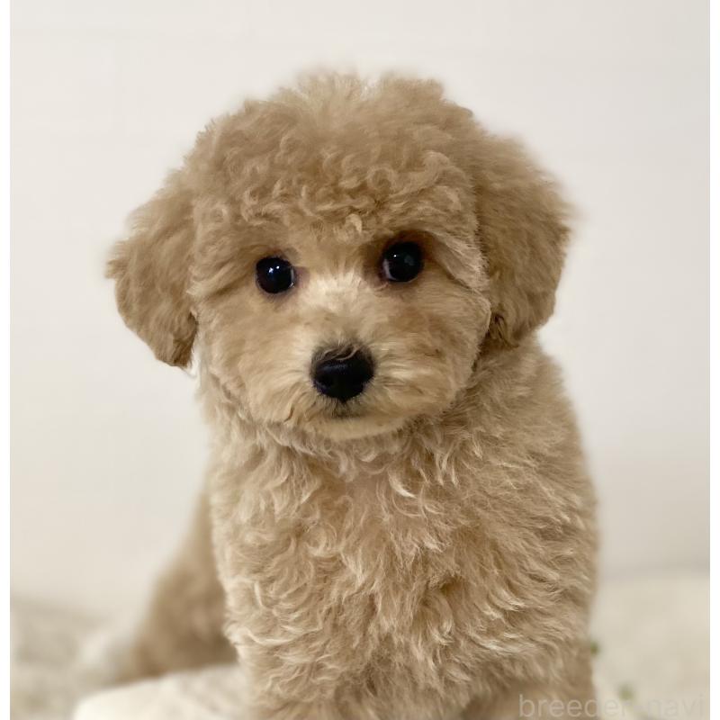 販売中の静岡県のトイプードル-439353の3枚目