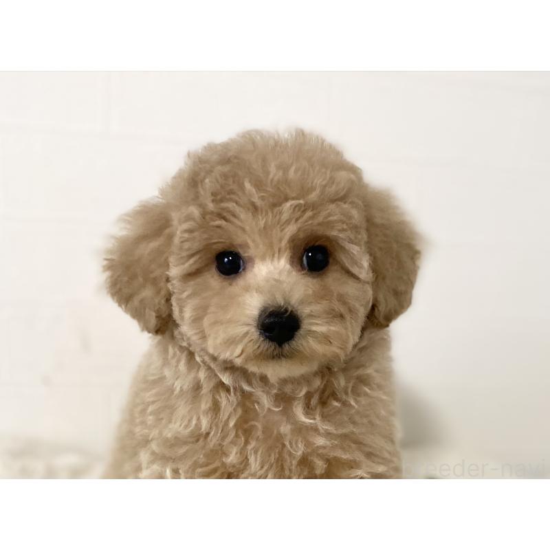 販売中の静岡県のトイプードル-439353の2枚目