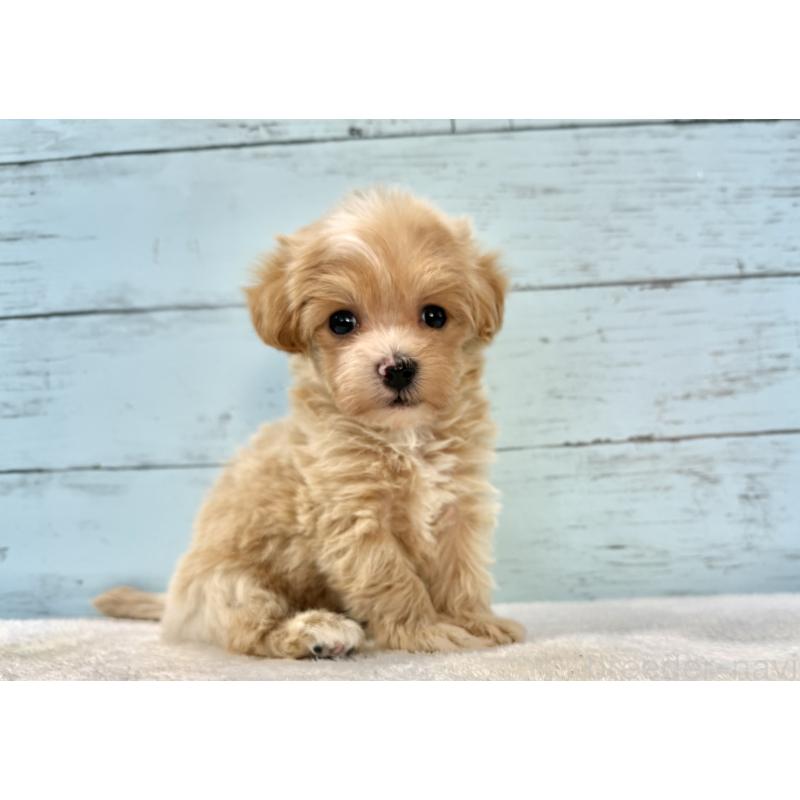 販売中の千葉県のマルプー:マルチーズ×トイプードル-439357の10枚目