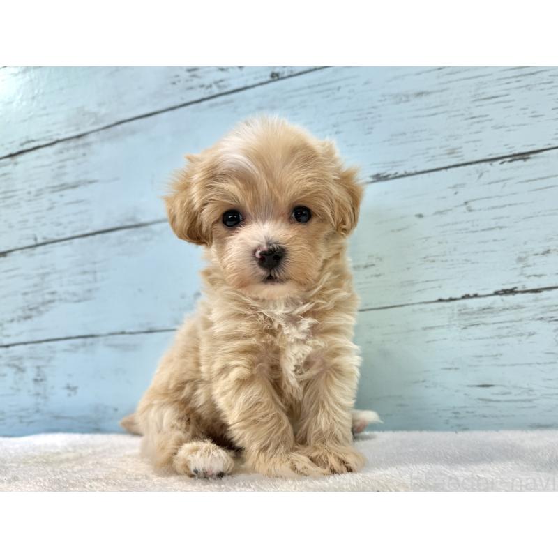 販売中の千葉県のマルプー:マルチーズ×トイプードル-439357の9枚目