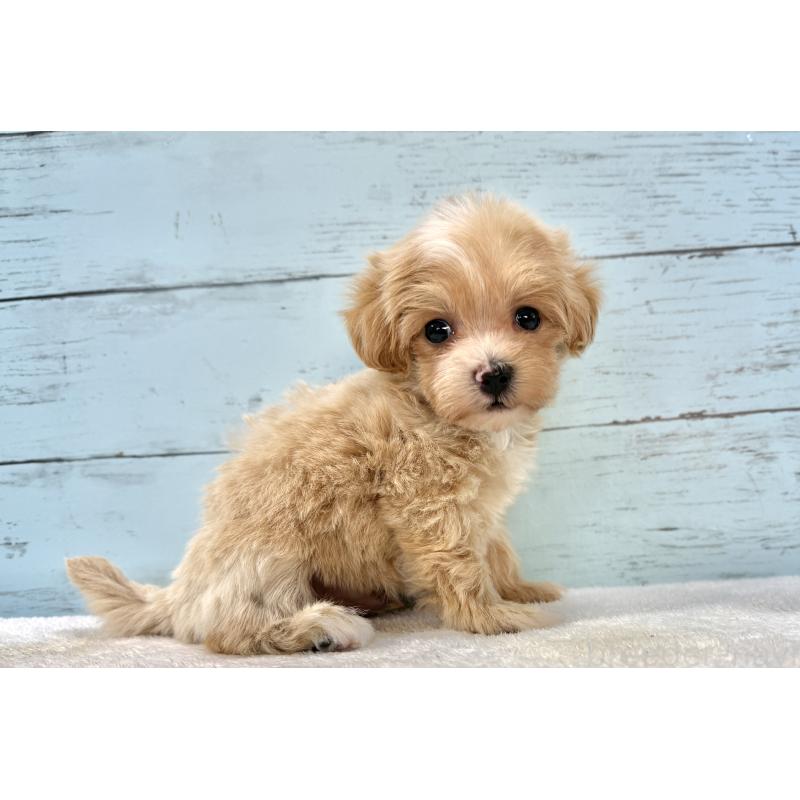 販売中の千葉県のマルプー:マルチーズ×トイプードル-439357の8枚目