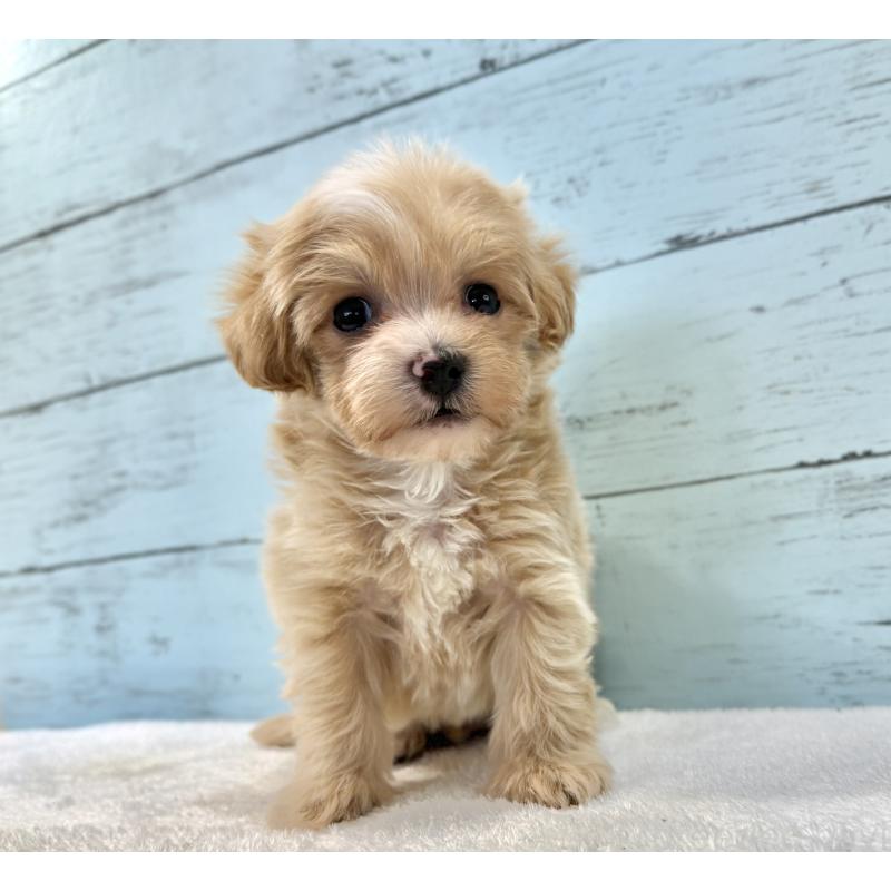 販売中の千葉県のマルプー:マルチーズ×トイプードル-439357の7枚目