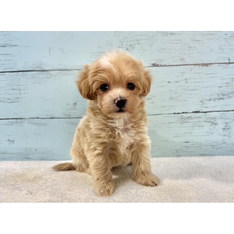 販売中の千葉県のマルプー:マルチーズ×トイプードル-439357の6枚目