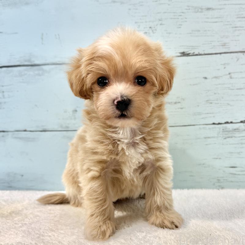 販売中の千葉県のマルプー:マルチーズ×トイプードル-439357の5枚目