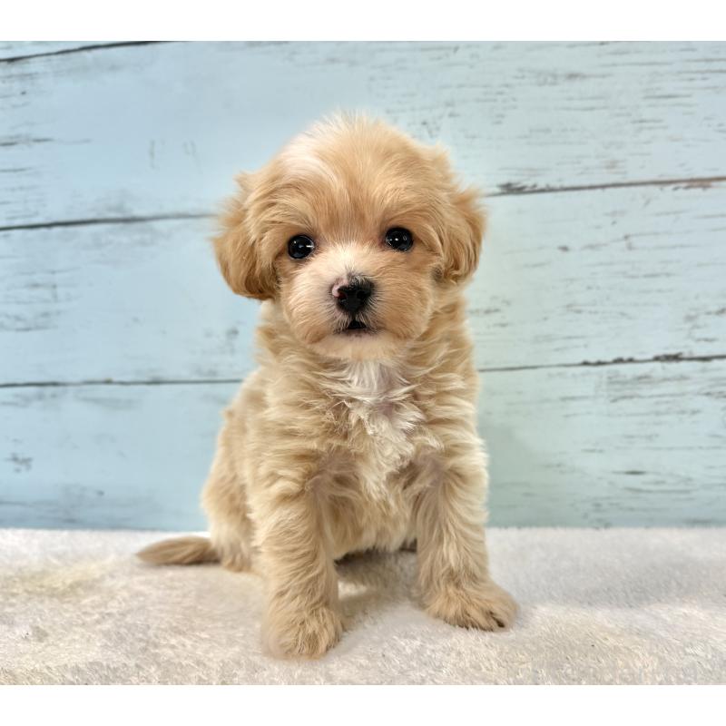 販売中の千葉県のマルプー:マルチーズ×トイプードル-439357の4枚目