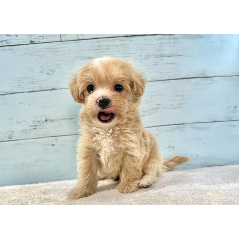 販売中の千葉県のマルプー:マルチーズ×トイプードル-439357の3枚目