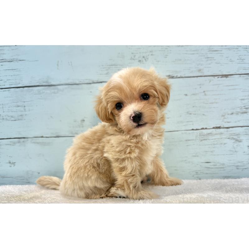 販売中の千葉県のマルプー:マルチーズ×トイプードル-439357の2枚目