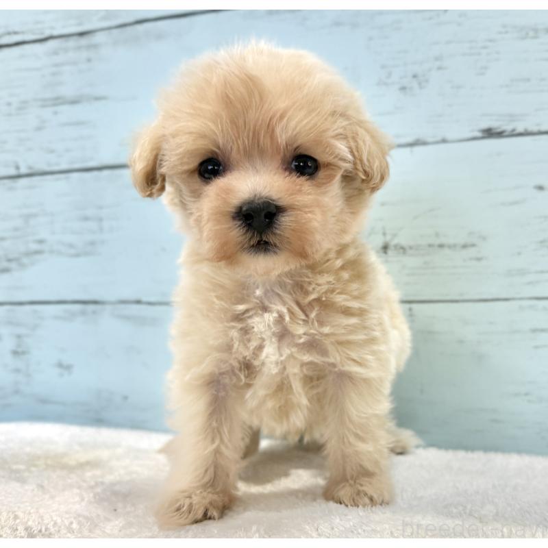 販売中の千葉県のマルプー:マルチーズ×トイプードル-439360の13枚目