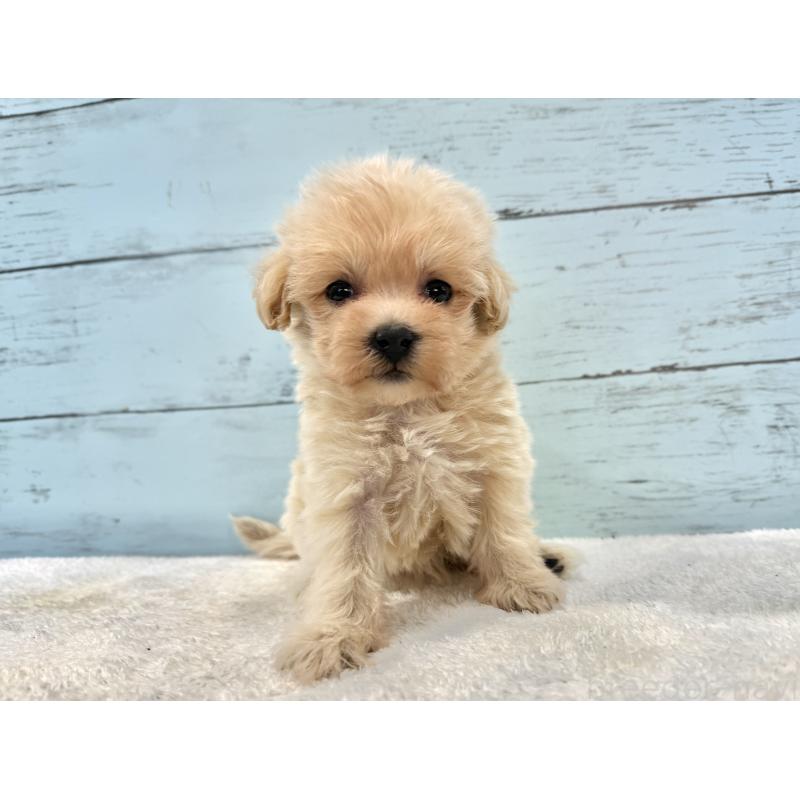 販売中の千葉県のマルプー:マルチーズ×トイプードル-439360の10枚目