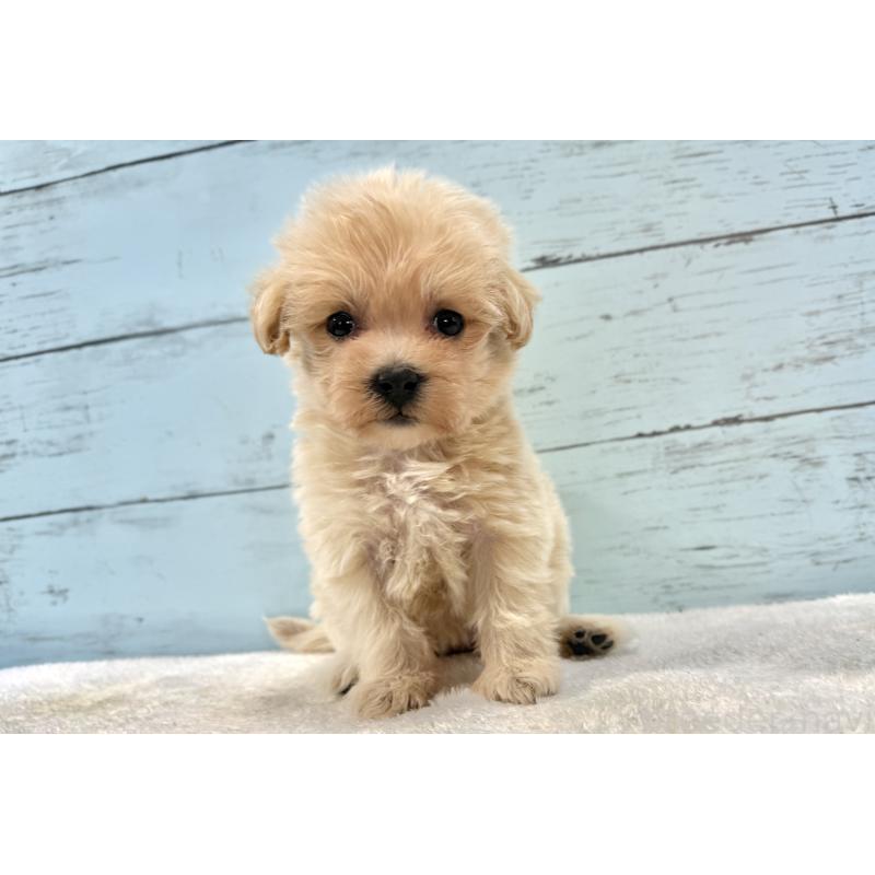 販売中の千葉県のマルプー:マルチーズ×トイプードル-439360の9枚目