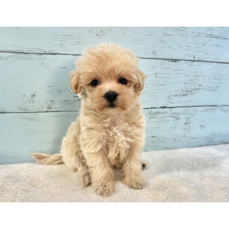 販売中の千葉県のマルプー:マルチーズ×トイプードル-439360の8枚目