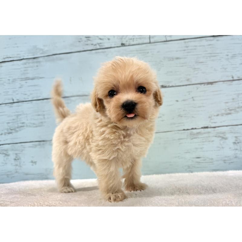 販売中の千葉県のマルプー:マルチーズ×トイプードル-439360の7枚目