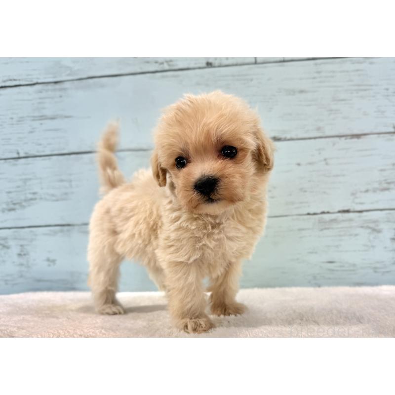 販売中の千葉県のマルプー:マルチーズ×トイプードル-439360の6枚目