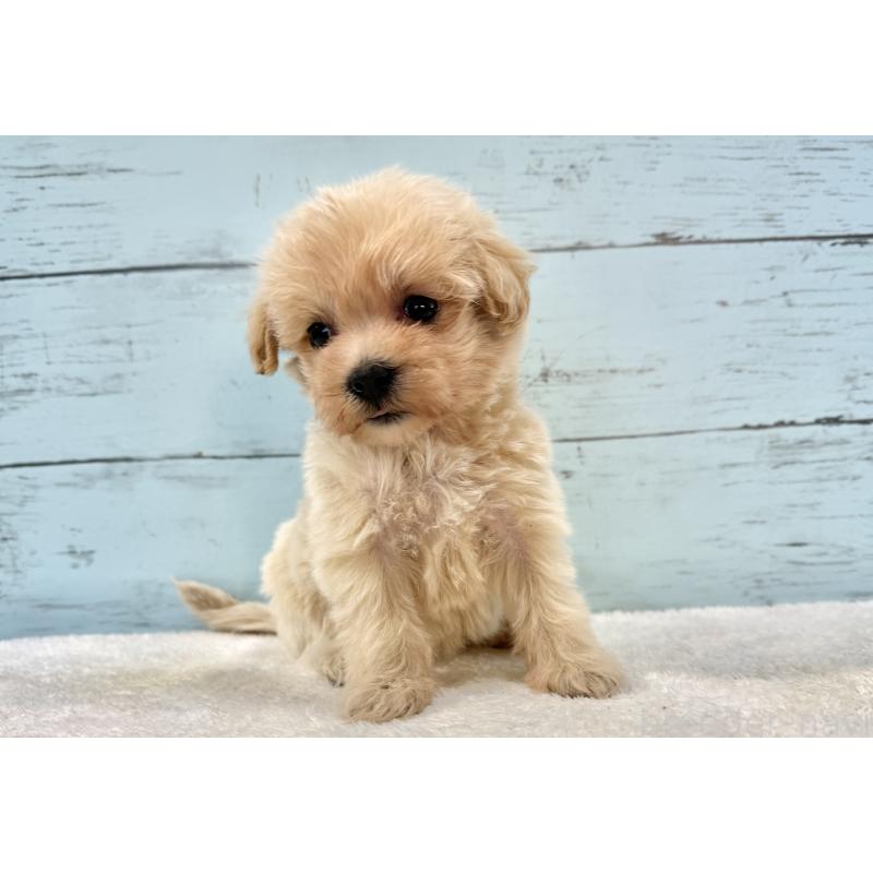 販売中の千葉県のマルプー:マルチーズ×トイプードル-439360の3枚目