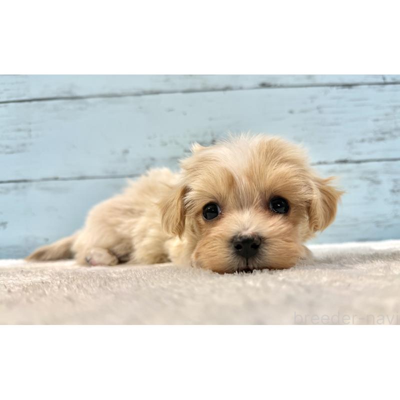 販売中の千葉県のマルプー:マルチーズ×トイプードル-439361の8枚目