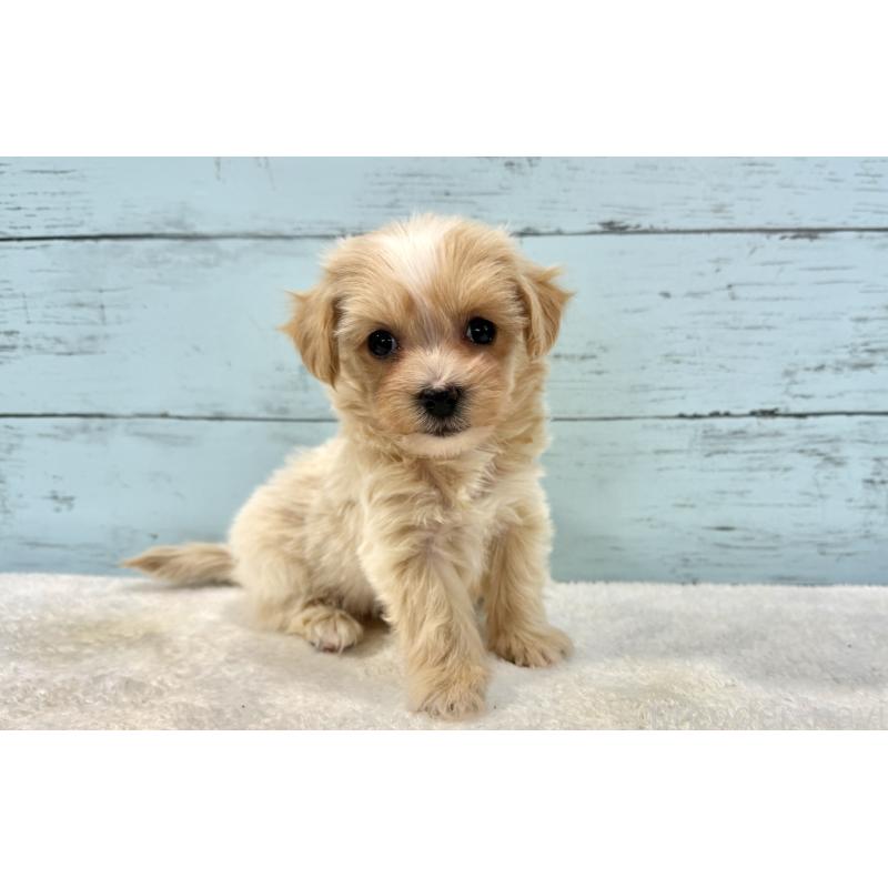 販売中の千葉県のマルプー:マルチーズ×トイプードル-439361の7枚目