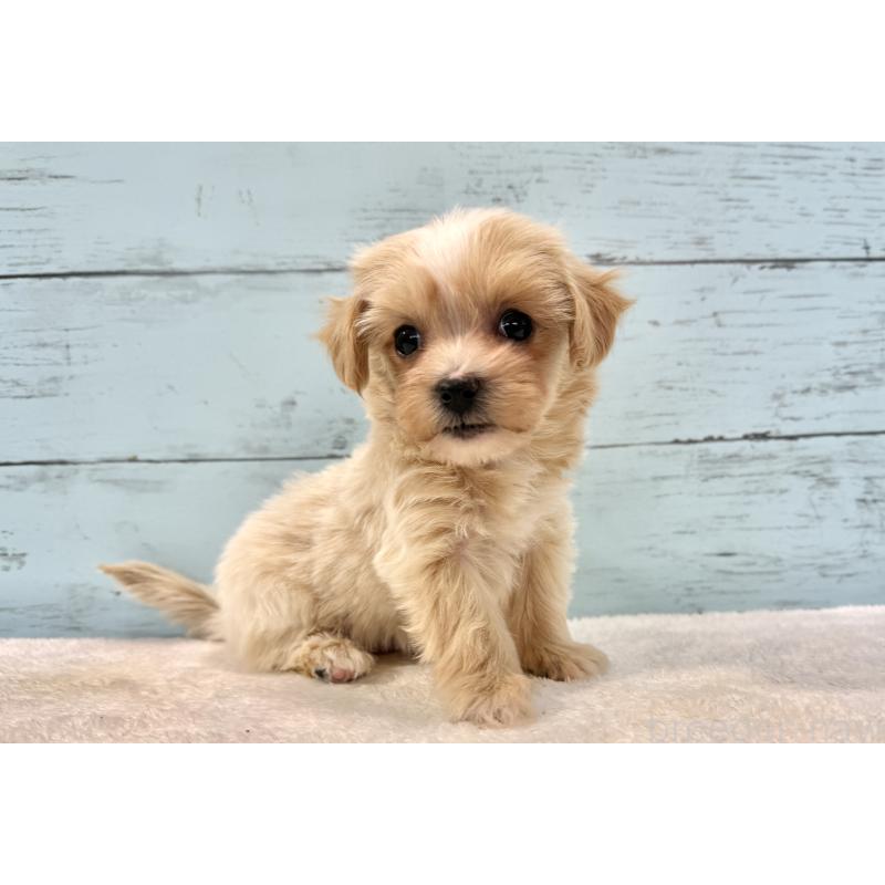 販売中の千葉県のマルプー:マルチーズ×トイプードル-439361の6枚目