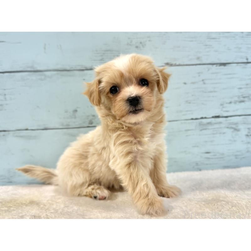 販売中の千葉県のマルプー:マルチーズ×トイプードル-439361の5枚目