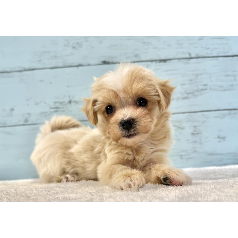 販売中の千葉県のマルプー:マルチーズ×トイプードル-439361の4枚目