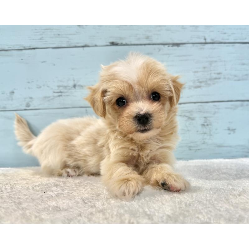 販売中の千葉県のマルプー:マルチーズ×トイプードル-439361の3枚目