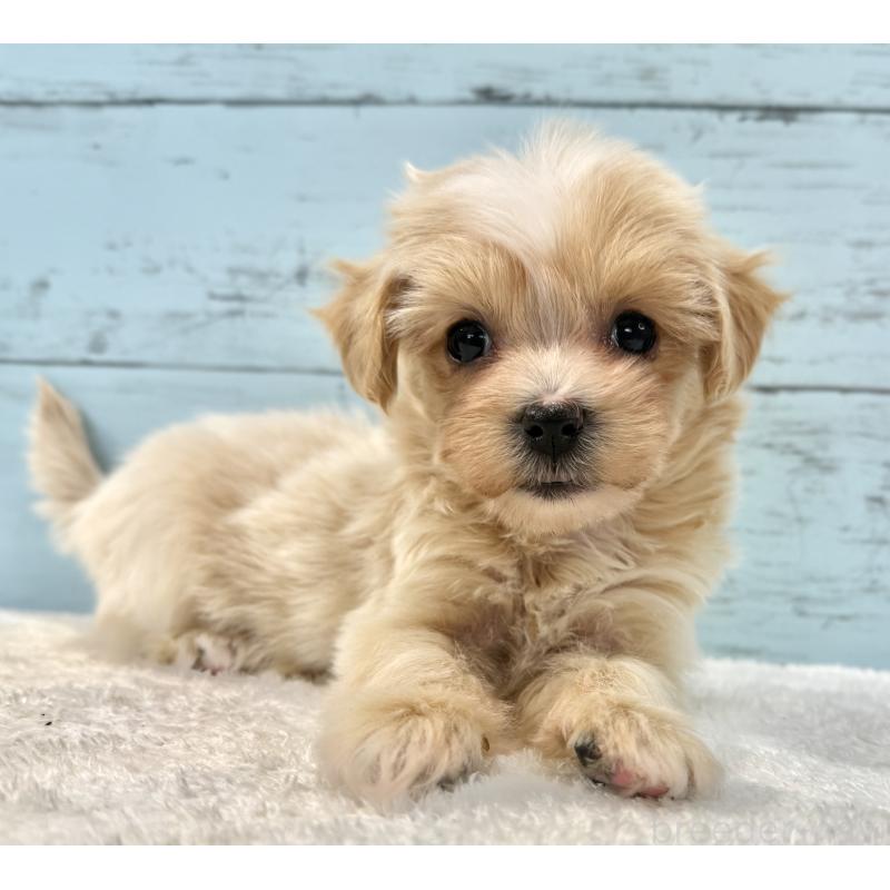 販売中の千葉県のマルプー:マルチーズ×トイプードル-439361の2枚目