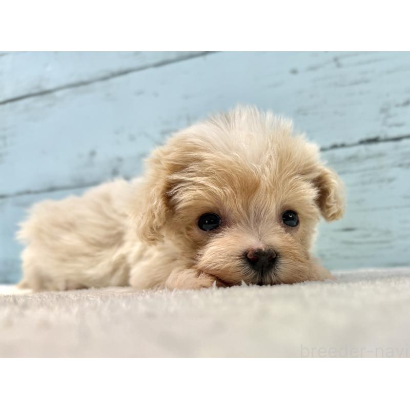 販売中の千葉県のマルプー:マルチーズ×トイプードル-439362の11枚目