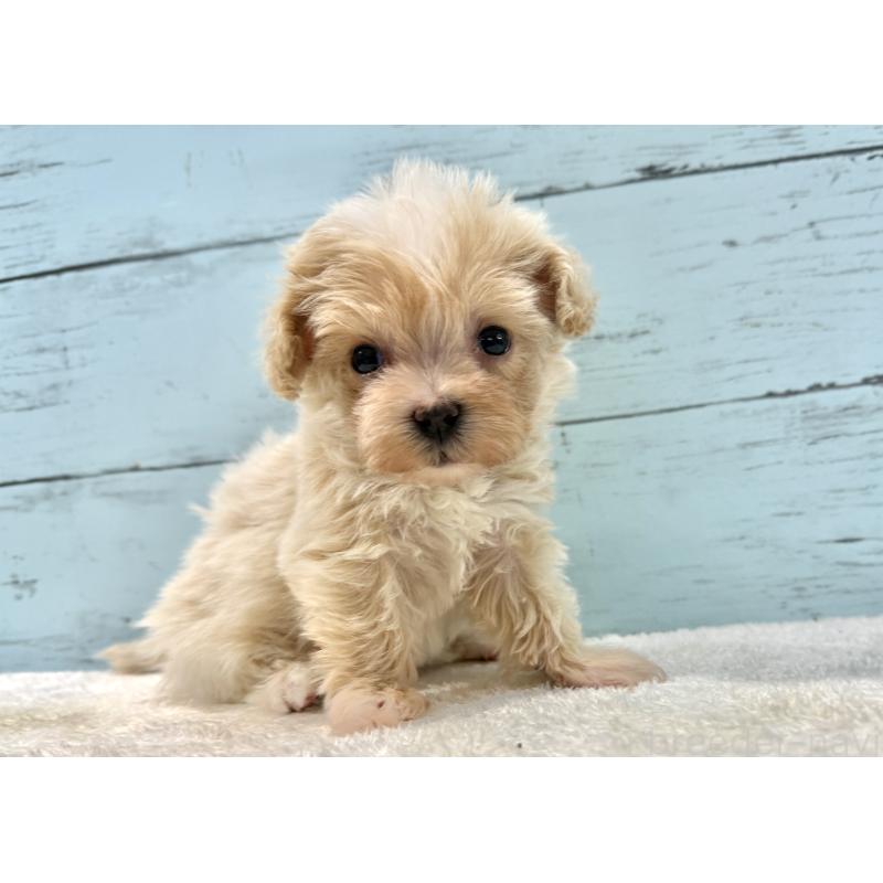 販売中の千葉県のマルプー:マルチーズ×トイプードル-439362の10枚目