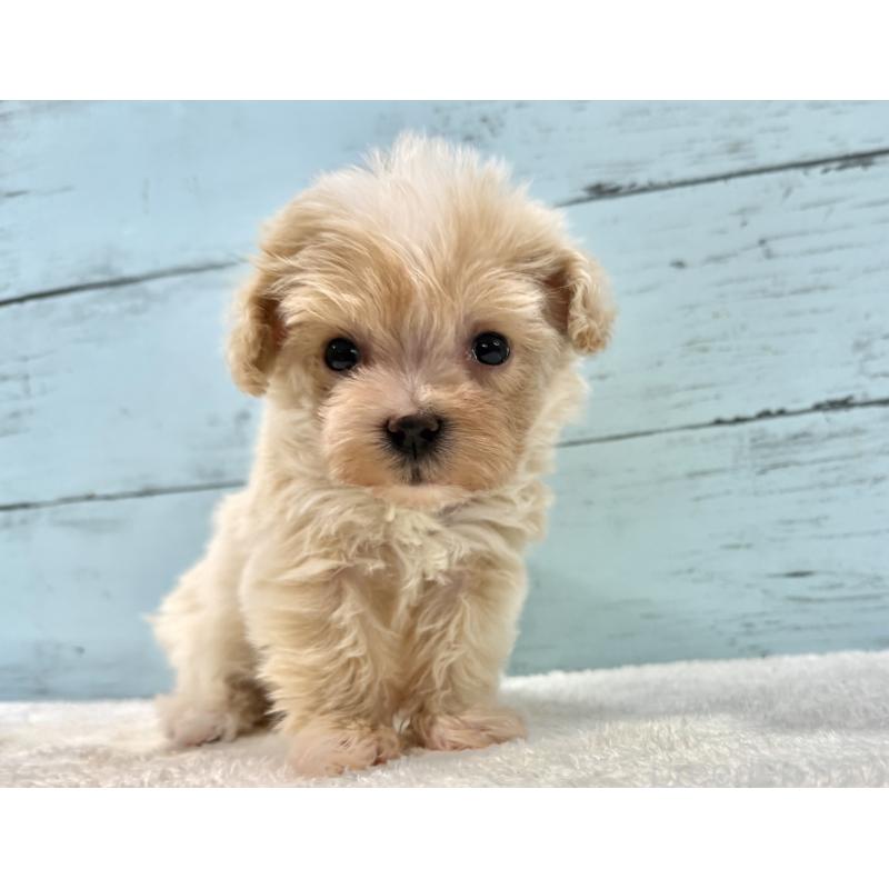 販売中の千葉県のマルプー:マルチーズ×トイプードル-439362の9枚目