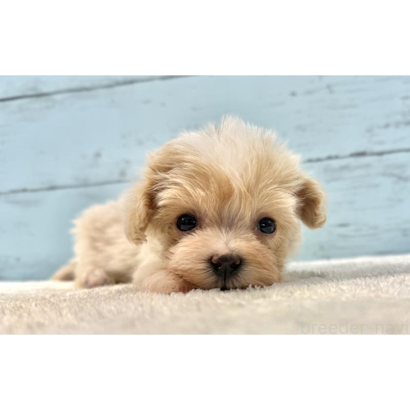 販売中の千葉県のマルプー:マルチーズ×トイプードル-439362の8枚目