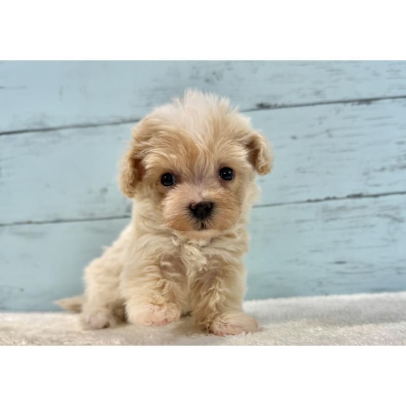 販売中の千葉県のマルプー:マルチーズ×トイプードル-439362の7枚目