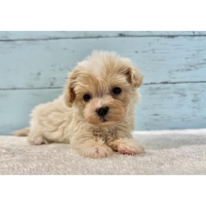 販売中の千葉県のマルプー:マルチーズ×トイプードル-439362の6枚目