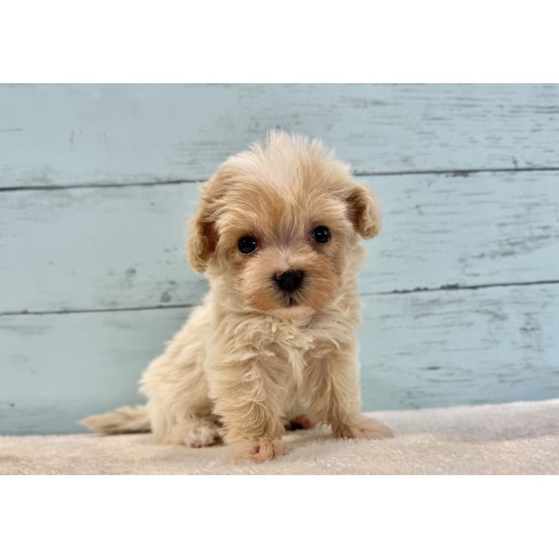 販売中の千葉県のマルプー:マルチーズ×トイプードル-439362の4枚目