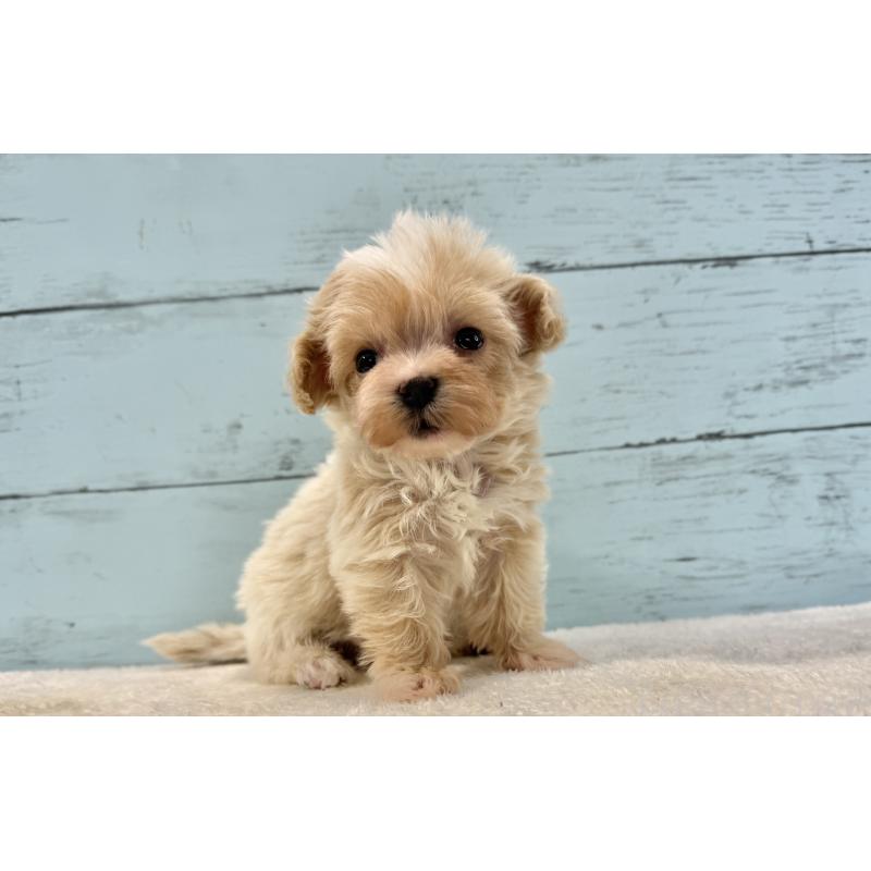 販売中の千葉県のマルプー:マルチーズ×トイプードル-439362の3枚目