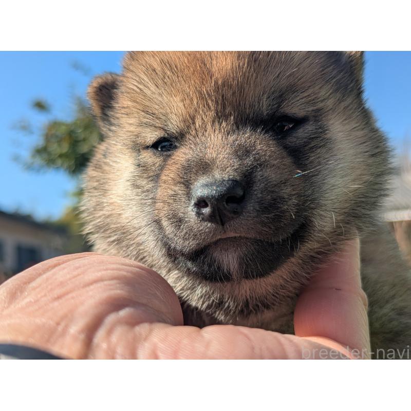 販売中の鹿児島県の豆柴-438248の4枚目