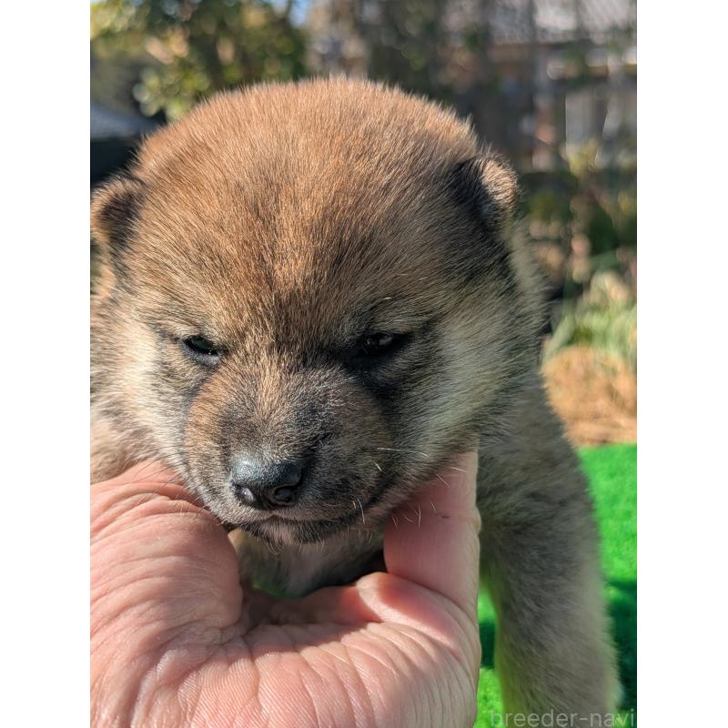 販売中の鹿児島県の豆柴-438248の3枚目