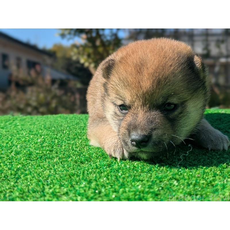 販売中の鹿児島県の豆柴-438248の2枚目