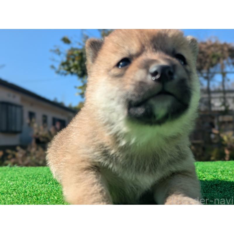 成約済の鹿児島県の豆柴-438250の6枚目