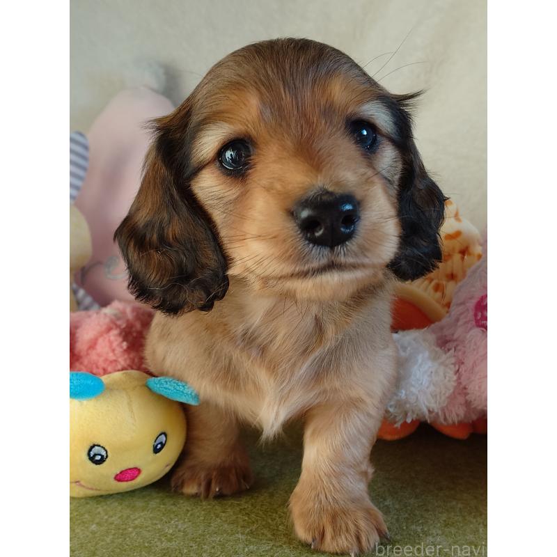 販売中の滋賀県のミニチュアダックスフンド(ロングヘアード)-439363の6枚目