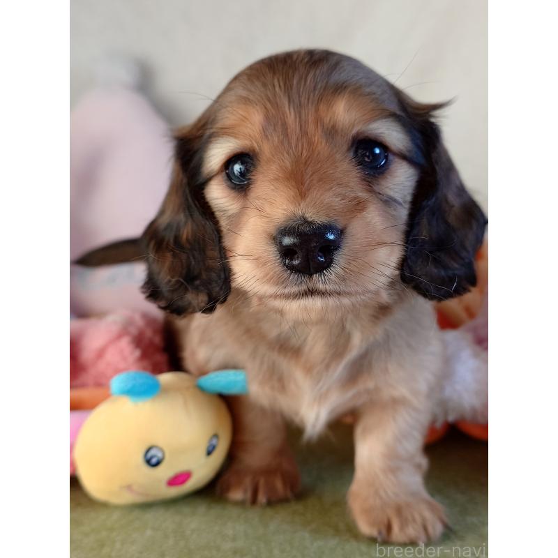 販売中の滋賀県のミニチュアダックスフンド(ロングヘアード)-439363の4枚目